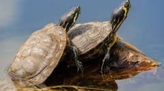 Kako odrediti pod crvenom kornjače, 10 razlike muškog od žena